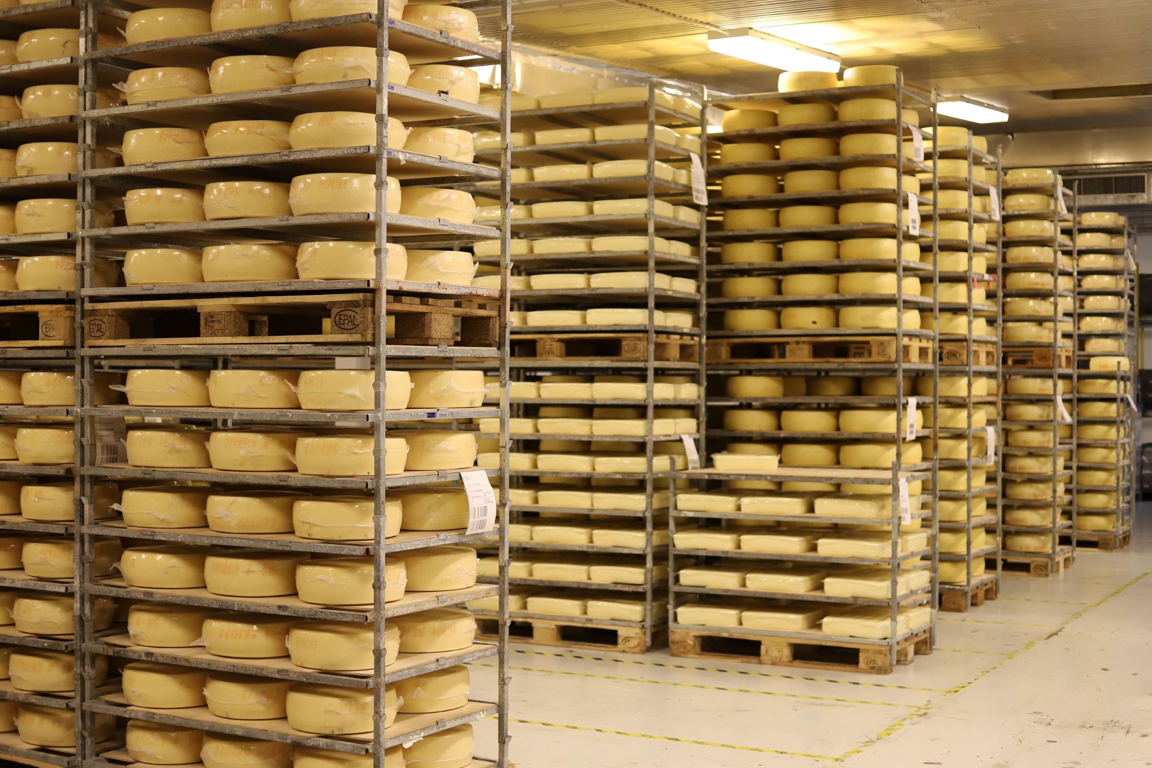 Waxed cheese wheels in storage for maturing